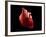 Conceptual Image of Human Heart-null-Framed Art Print