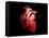 Conceptual Image of Human Heart-null-Framed Stretched Canvas