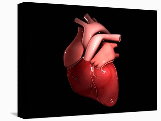 Conceptual Image of Human Heart-null-Stretched Canvas