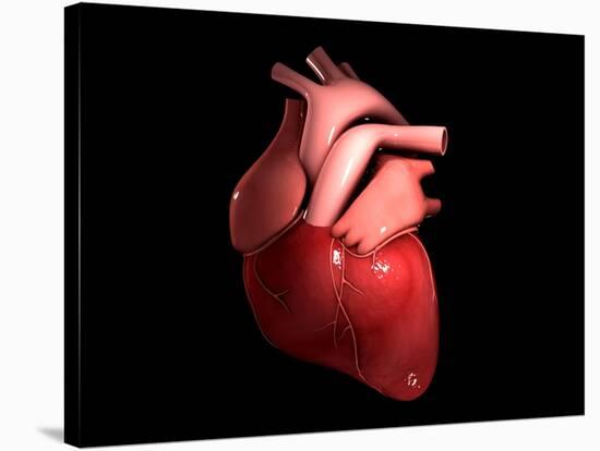 Conceptual Image of Human Heart-null-Stretched Canvas