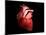 Conceptual Image of Human Heart-null-Mounted Art Print