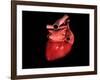 Conceptual Image of Human Heart-null-Framed Art Print