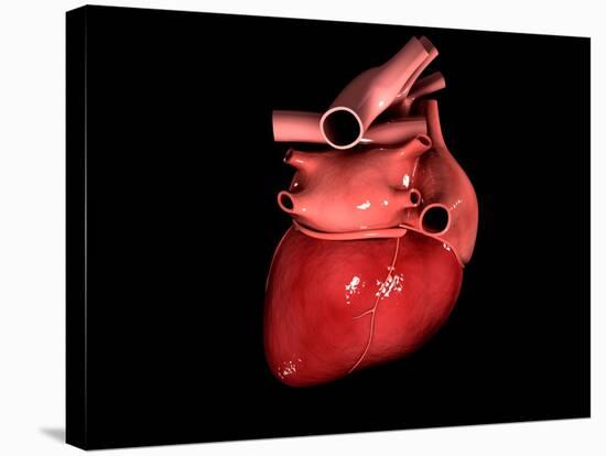 Conceptual Image of Human Heart-null-Stretched Canvas