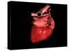 Conceptual Image of Human Heart-null-Stretched Canvas