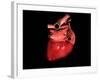 Conceptual Image of Human Heart-null-Framed Art Print