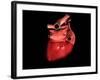 Conceptual Image of Human Heart-null-Framed Art Print