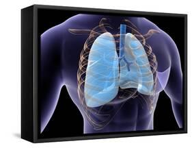 Conceptual Image of Human Lungs and Rib Cage-null-Framed Stretched Canvas