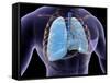 Conceptual Image of Human Lungs and Rib Cage-null-Framed Stretched Canvas