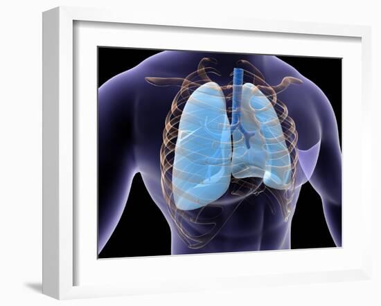 Conceptual Image of Human Lungs and Rib Cage-null-Framed Art Print