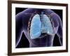 Conceptual Image of Human Lungs and Rib Cage-null-Framed Art Print