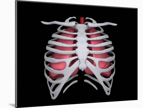 Conceptual Image of Human Lungs and Rib Cage-null-Mounted Art Print