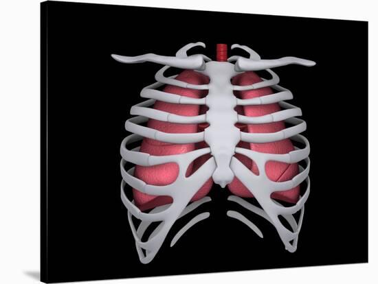 Conceptual Image of Human Lungs and Rib Cage-null-Stretched Canvas