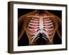 Conceptual Image of Human Lungs and Rib Cage-null-Framed Art Print