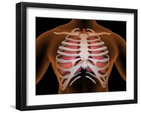 Conceptual Image of Human Lungs and Rib Cage-null-Framed Art Print