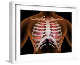 Conceptual Image of Human Lungs and Rib Cage-null-Framed Art Print