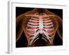 Conceptual Image of Human Lungs and Rib Cage-null-Framed Art Print