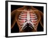 Conceptual Image of Human Lungs and Rib Cage-null-Framed Art Print