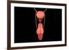 Conceptual Image of Human Male Reproductive Organs-null-Framed Art Print