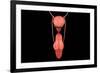 Conceptual Image of Human Male Reproductive Organs-null-Framed Art Print