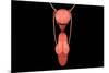 Conceptual Image of Human Male Reproductive Organs-null-Mounted Art Print