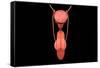 Conceptual Image of Human Male Reproductive Organs-null-Framed Stretched Canvas