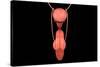 Conceptual Image of Human Male Reproductive Organs-null-Stretched Canvas