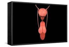 Conceptual Image of Human Male Reproductive Organs-null-Framed Stretched Canvas