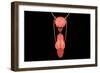 Conceptual Image of Human Male Reproductive Organs-null-Framed Premium Giclee Print