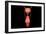 Conceptual Image of Human Male Reproductive Organs-null-Framed Premium Giclee Print