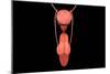 Conceptual Image of Human Male Reproductive Organs-null-Mounted Premium Giclee Print