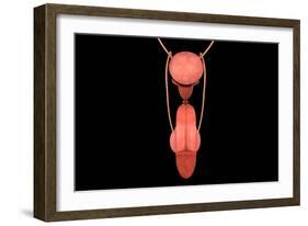 Conceptual Image of Human Male Reproductive Organs-null-Framed Art Print