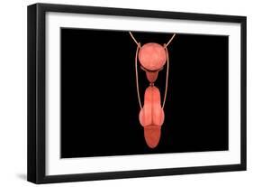 Conceptual Image of Human Male Reproductive Organs-null-Framed Art Print