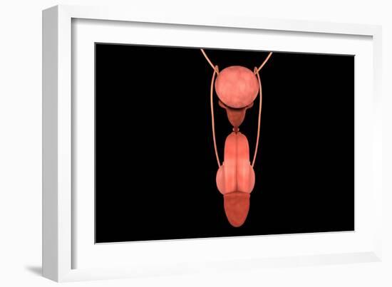 Conceptual Image of Human Male Reproductive Organs-null-Framed Art Print