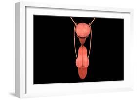 Conceptual Image of Human Male Reproductive Organs-null-Framed Art Print