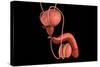 Conceptual Image of Human Male Reproductive Organs-null-Stretched Canvas