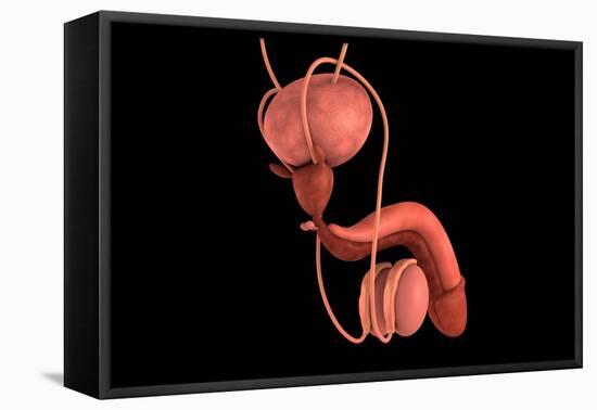 Conceptual Image of Human Male Reproductive Organs-null-Framed Stretched Canvas