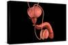 Conceptual Image of Human Male Reproductive Organs-null-Stretched Canvas