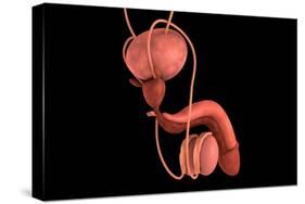 Conceptual Image of Human Male Reproductive Organs-null-Stretched Canvas