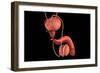 Conceptual Image of Human Male Reproductive Organs-null-Framed Premium Giclee Print