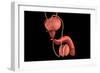 Conceptual Image of Human Male Reproductive Organs-null-Framed Premium Giclee Print