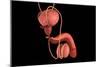 Conceptual Image of Human Male Reproductive Organs-null-Mounted Premium Giclee Print