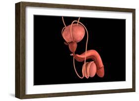 Conceptual Image of Human Male Reproductive Organs-null-Framed Art Print