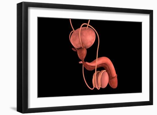 Conceptual Image of Human Male Reproductive Organs-null-Framed Art Print