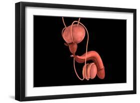 Conceptual Image of Human Male Reproductive Organs-null-Framed Art Print