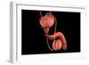 Conceptual Image of Human Male Reproductive Organs-null-Framed Art Print