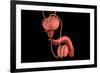 Conceptual Image of Human Male Reproductive Organs-null-Framed Art Print