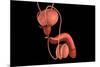 Conceptual Image of Human Male Reproductive Organs-null-Mounted Art Print