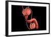 Conceptual Image of Human Male Reproductive Organs-null-Framed Art Print