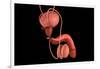 Conceptual Image of Human Male Reproductive Organs-null-Framed Art Print