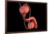 Conceptual Image of Human Male Reproductive Organs-null-Framed Art Print